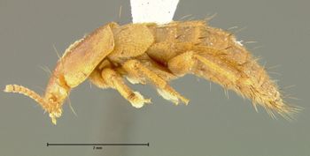 Media type: image;   Entomology 29109 Aspect: habitus lateral view